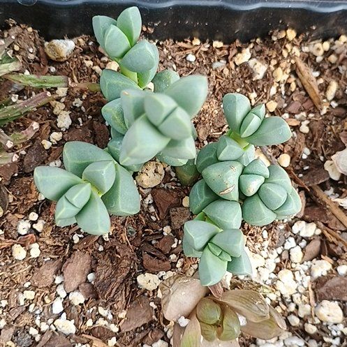 Photo of the plant species Myrtle Spurge by @TopPignut94 named Lebron on Greg, the plant care app