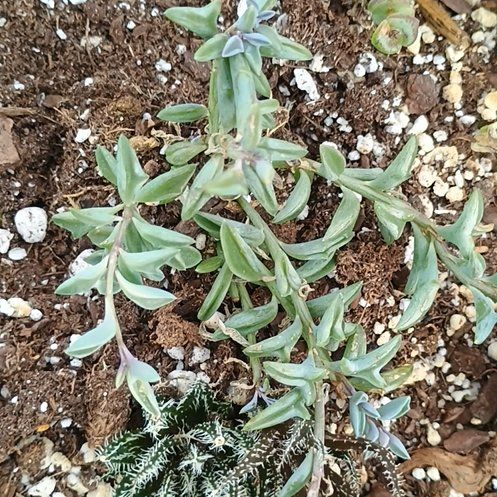 Photo of the plant species California Croton by @TopPignut94 named Emerson on Greg, the plant care app