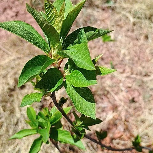 Photo of the plant species Bird Cherry by @TopPignut94 named Bigleef Smalls on Greg, the plant care app
