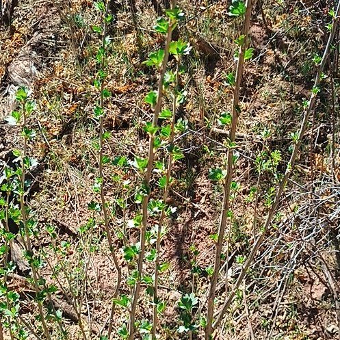 Photo of the plant species Chrysojasminum fruticans by @TopPignut94 named Leonardo on Greg, the plant care app