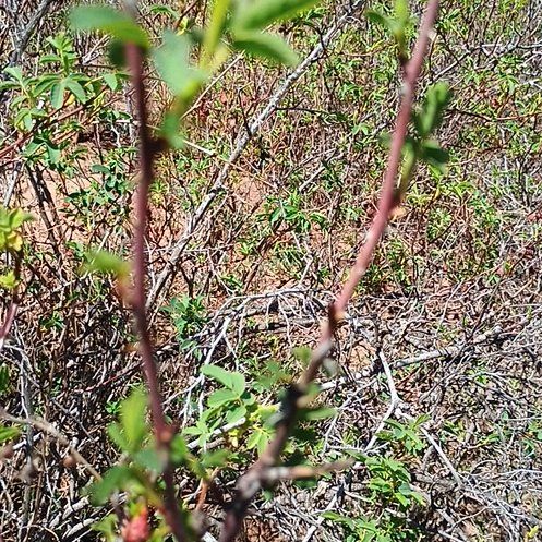 Photo of the plant species Nootka Rose by @TopPignut94 named Achilles on Greg, the plant care app