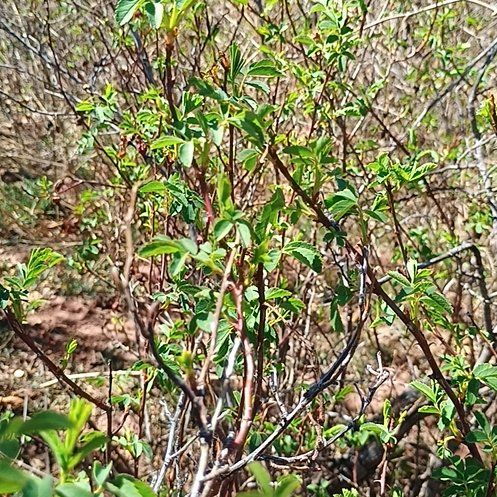 Photo of the plant species Laurel Sumac by @TopPignut94 named Elina on Greg, the plant care app