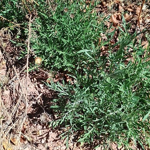 Photo of the plant species Annual Ragweed by @TopPignut94 named Gobi on Greg, the plant care app