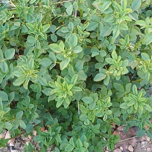 Photo of the plant species Bokhara Clover by @TopPignut94 named Sage on Greg, the plant care app