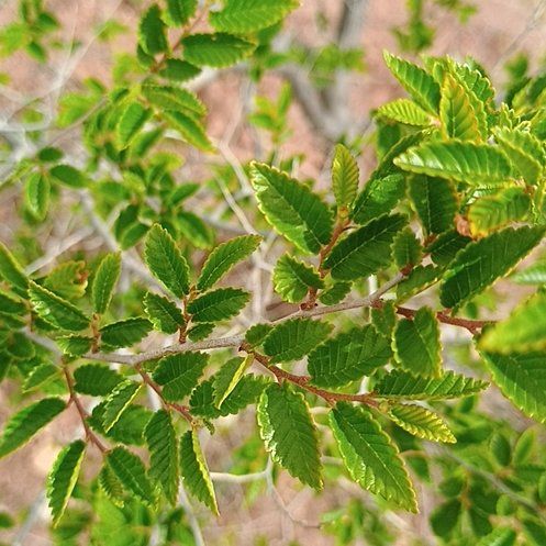 Photo of the plant species Siberian Elm by @TopPignut94 named Kylie on Greg, the plant care app
