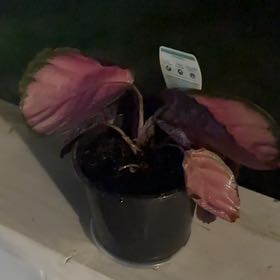 Photo of the plant species Calathea Rosy by @Abanoub named Curie on Greg, the plant care app
