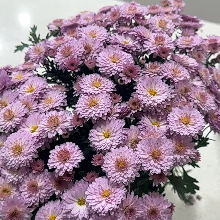 Photo of the plant species Chrysanthemum by @Abanoub named Drake on Greg, the plant care app