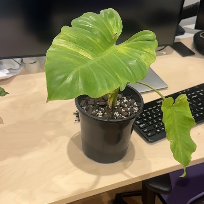 Photo of the plant species Philodendron 'Snow Drift' by @Abanoub named Darwin on Greg, the plant care app