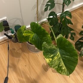 Photo of the plant species Variagated Odora Aurea by @Abanoub named Stella on Greg, the plant care app