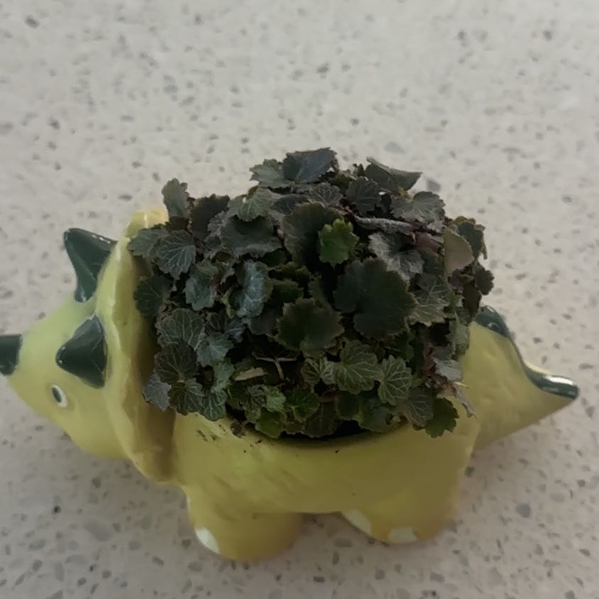 Photo of the plant species Yakushima by @Abanoub named Sol on Greg, the plant care app