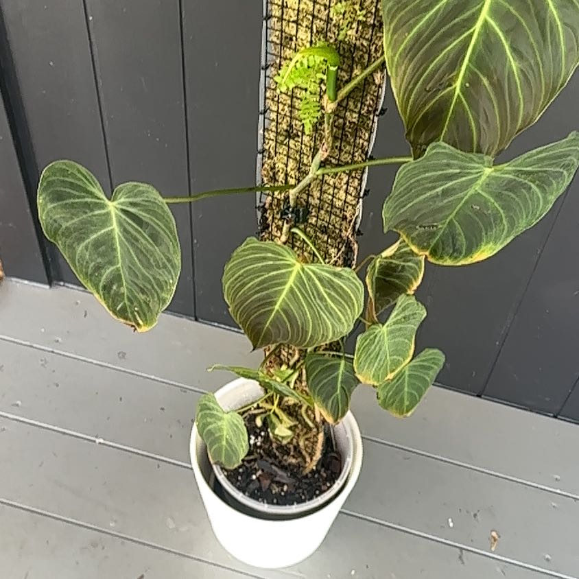 Photo of the plant species Philodendron Splendid by @Abanoub named Orwell on Greg, the plant care app