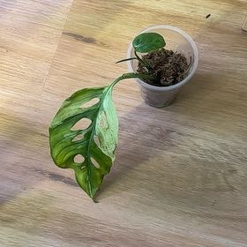 Photo of the plant species monstera by @Abanoub named Lavender on Greg, the plant care app