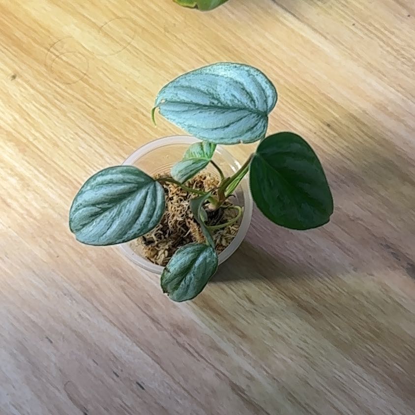 Photo of the plant species Philodendron sodiroi by @Abanoub named Zion on Greg, the plant care app