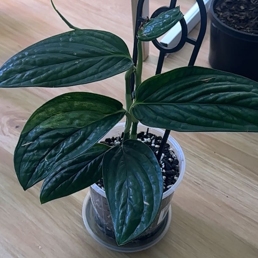 Photo of the plant species Variegated Monstera Peru by @Abanoub named Kylie on Greg, the plant care app