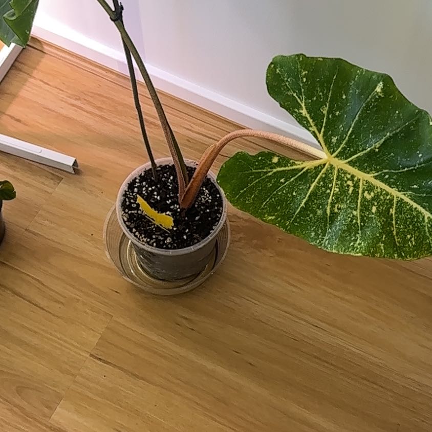 Photo of the plant species Alocasia New Guinea Gold by @Abanoub named Gregarious on Greg, the plant care app