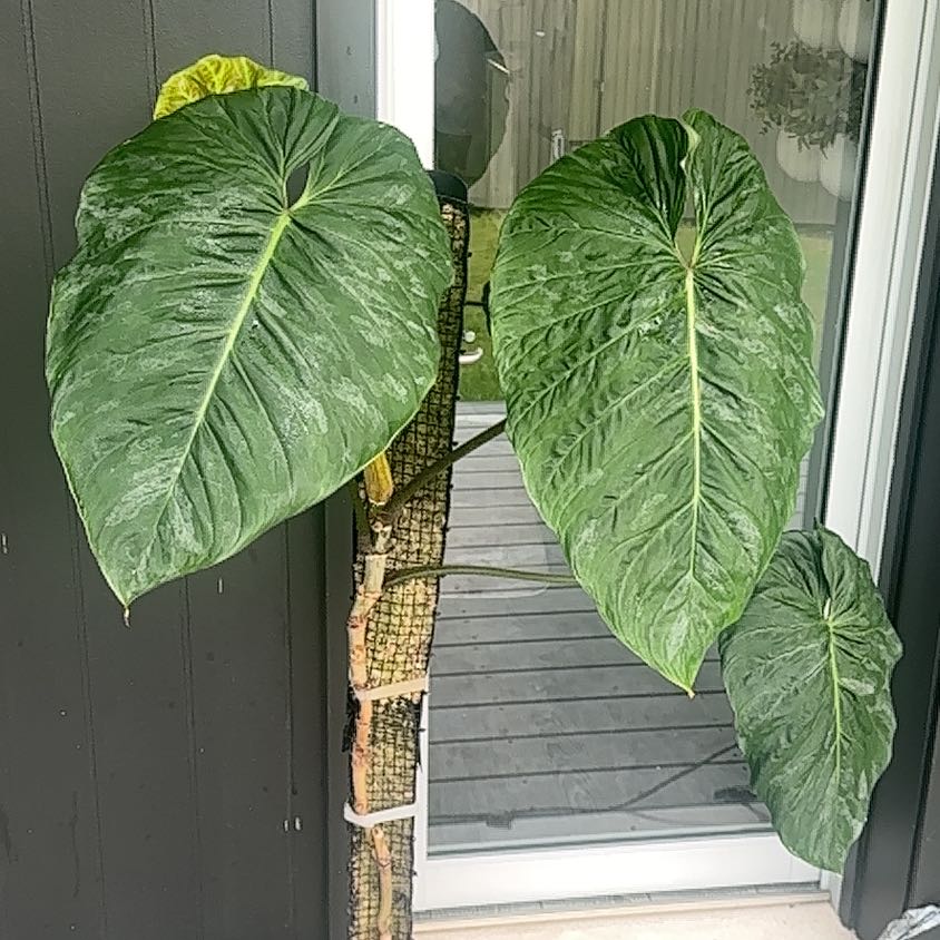 Photo of the plant species Philodendron 'Majestic' by @Abanoub named Tolkien on Greg, the plant care app