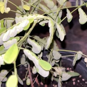 Photo of the plant species Dwarf Poinciana by @AbsoluteChaya34 named Coco on Greg, the plant care app