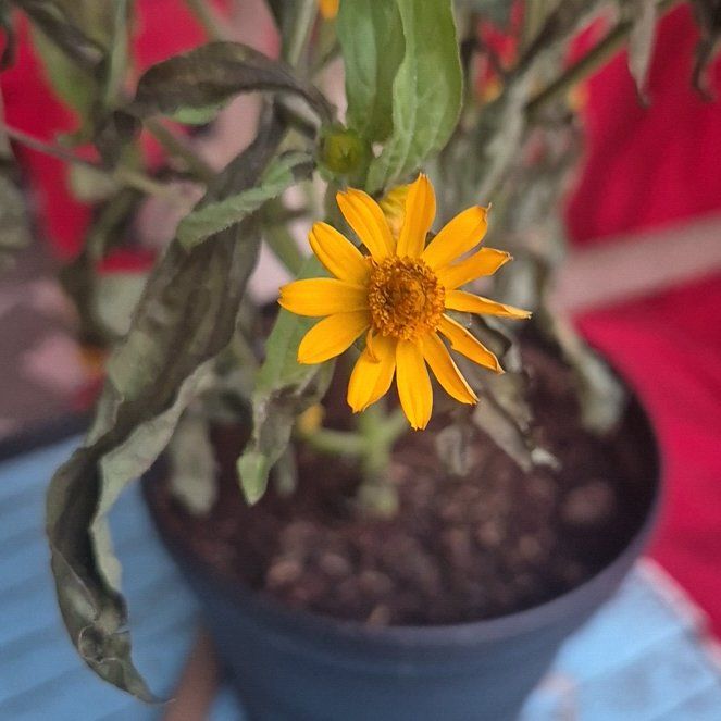 Photo of the plant species Botón De Oro by @ToughCamphor70 named goldilocks on Greg, the plant care app