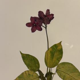 Photo of the plant species Spicy Jatropha by @FocusedJade84 named Surya on Greg, the plant care app