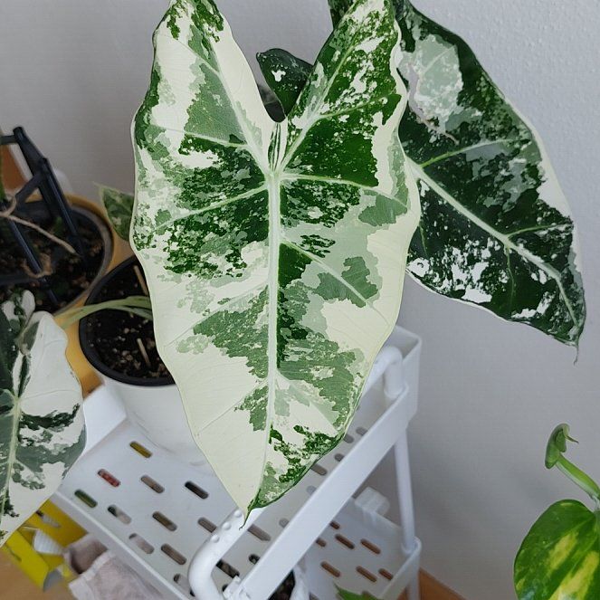 Photo of the plant species Variegated Alocasia frydek by @ProCucumber68 named Alocasia Frydek Variegata on Greg, the plant care app