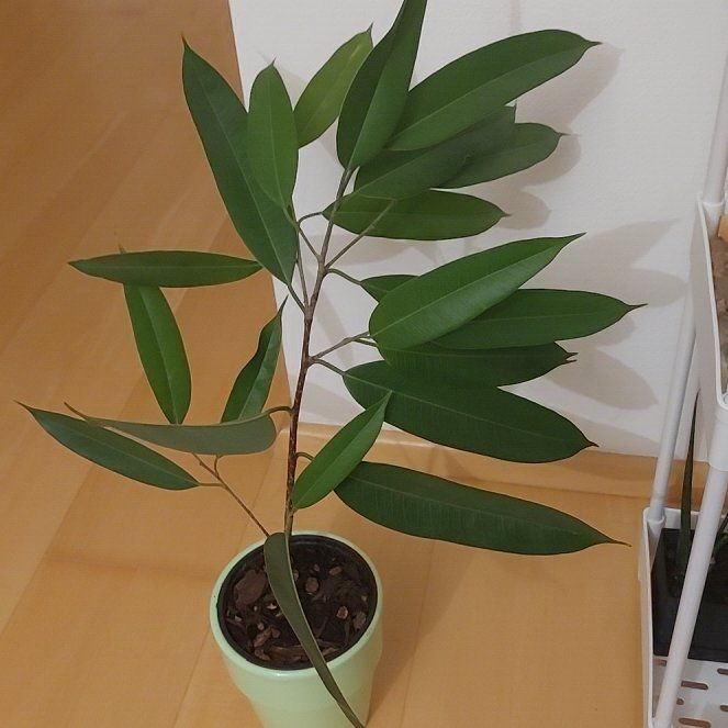 Photo of the plant species Ficus Maclellandii by @ProCucumber68 named Ficus Alii on Greg, the plant care app