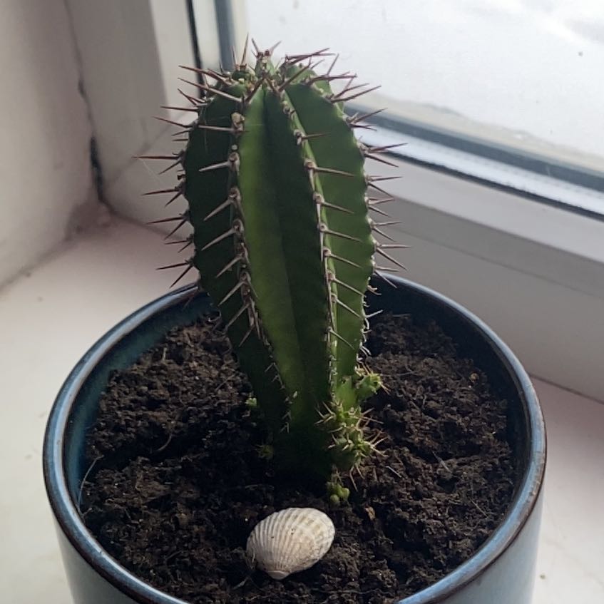 Photo of the plant species Euphorbia Fruticosa by @Fuqov named Eufooria on Greg, the plant care app