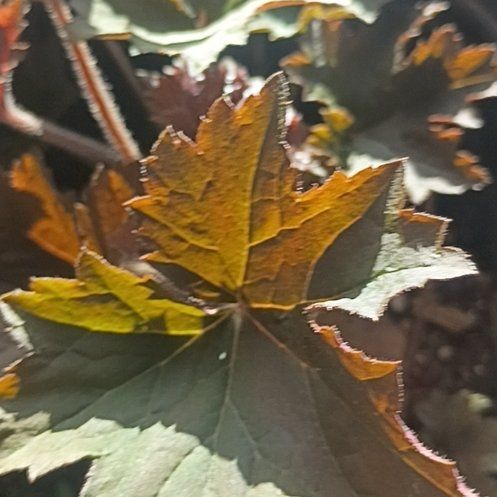 Photo of the plant species Indian Rhubarb by @ZappyRye14 named Navajo on Greg, the plant care app