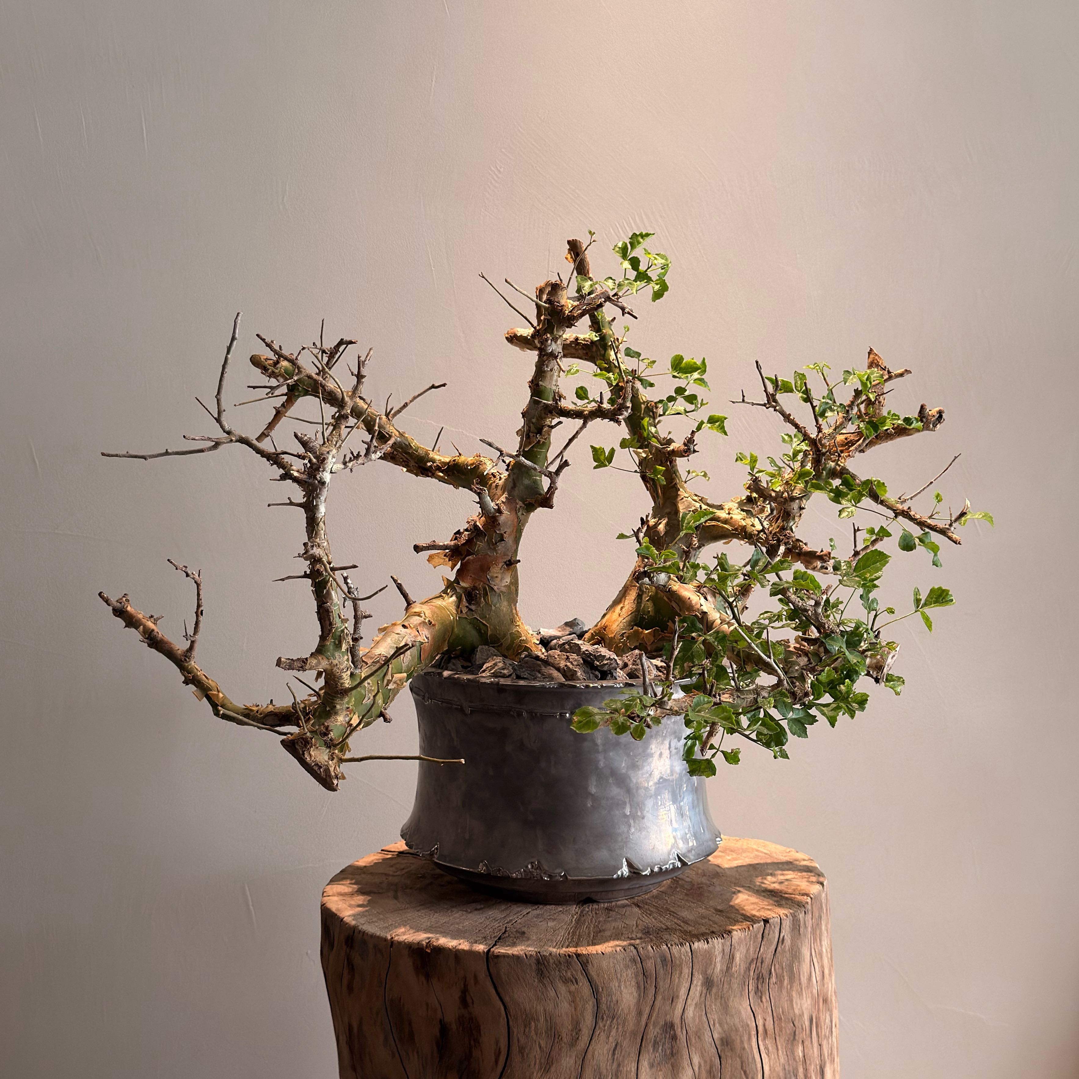 Photo of the plant species Commiphora campestris subsp. campestris by @CunningSapote53 named Achilles on Greg, the plant care app