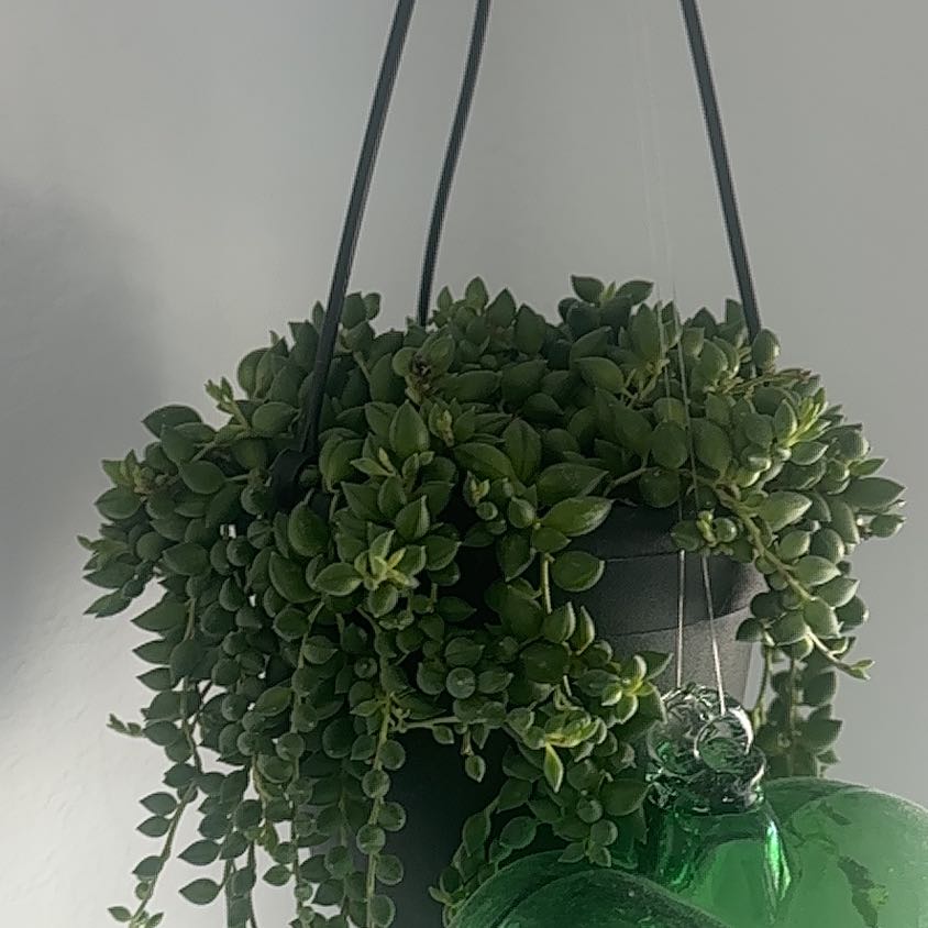 Photo of the plant species Raindrops by @YeveChia74 named Pearla on Greg, the plant care app