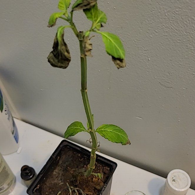 Photo of the plant species Sage of the Diviners by @FitMendoza18 named Nancy on Greg, the plant care app