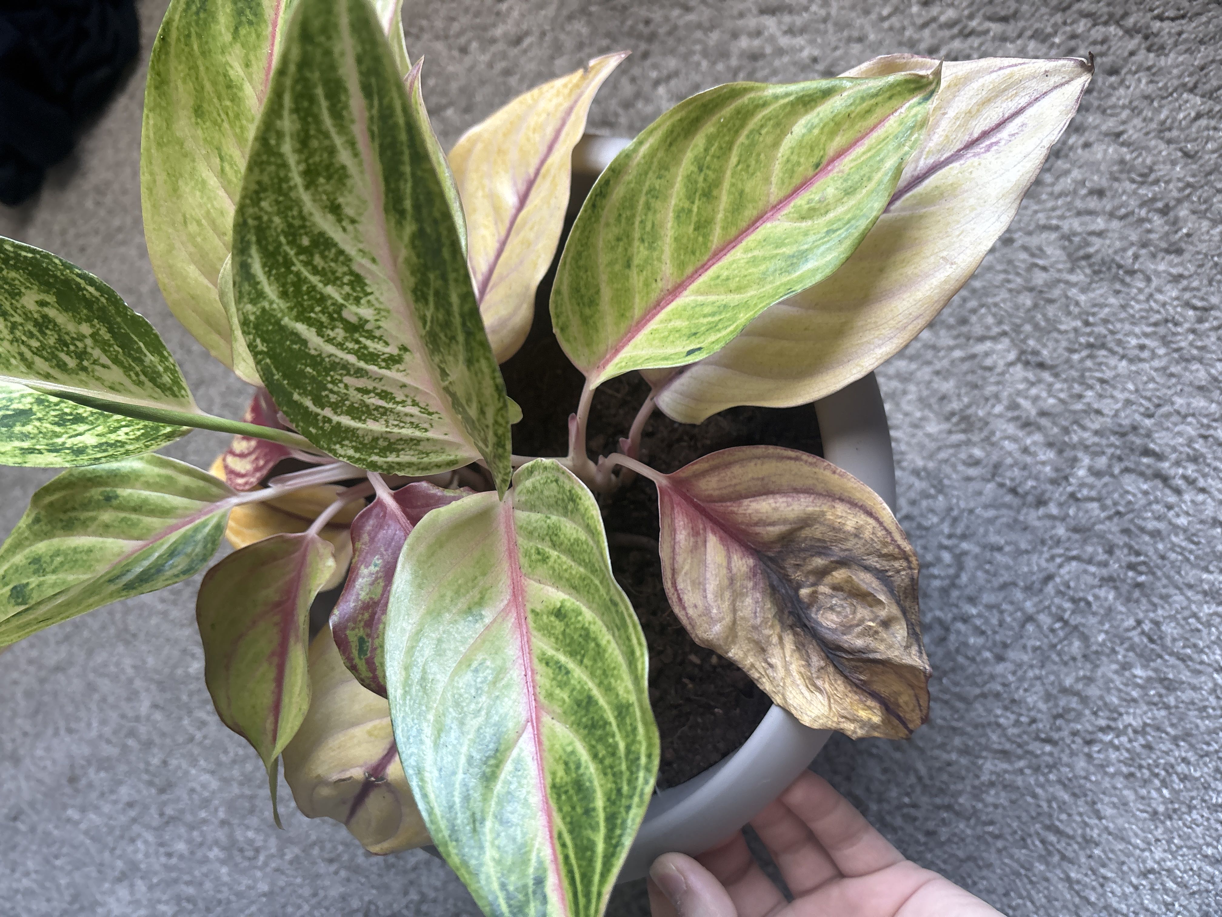 Photo from the post