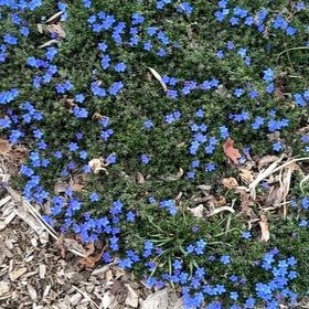 Photo of the plant species Baby Blue Eyes by @EclecticKaro14 named Michelle Branch on Greg, the plant care app