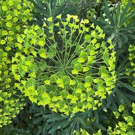 Photo of the plant species Albanian Spurge by @EclecticKaro14 named Tupot amaroot on Greg, the plant care app