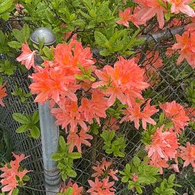 Photo of the plant species Flame Azalea by @EclecticKaro14 named Fernie Mac on Greg, the plant care app