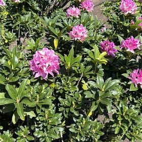 Photo of the plant species Alpenrose by @EclecticKaro14 named Rihanna on Greg, the plant care app