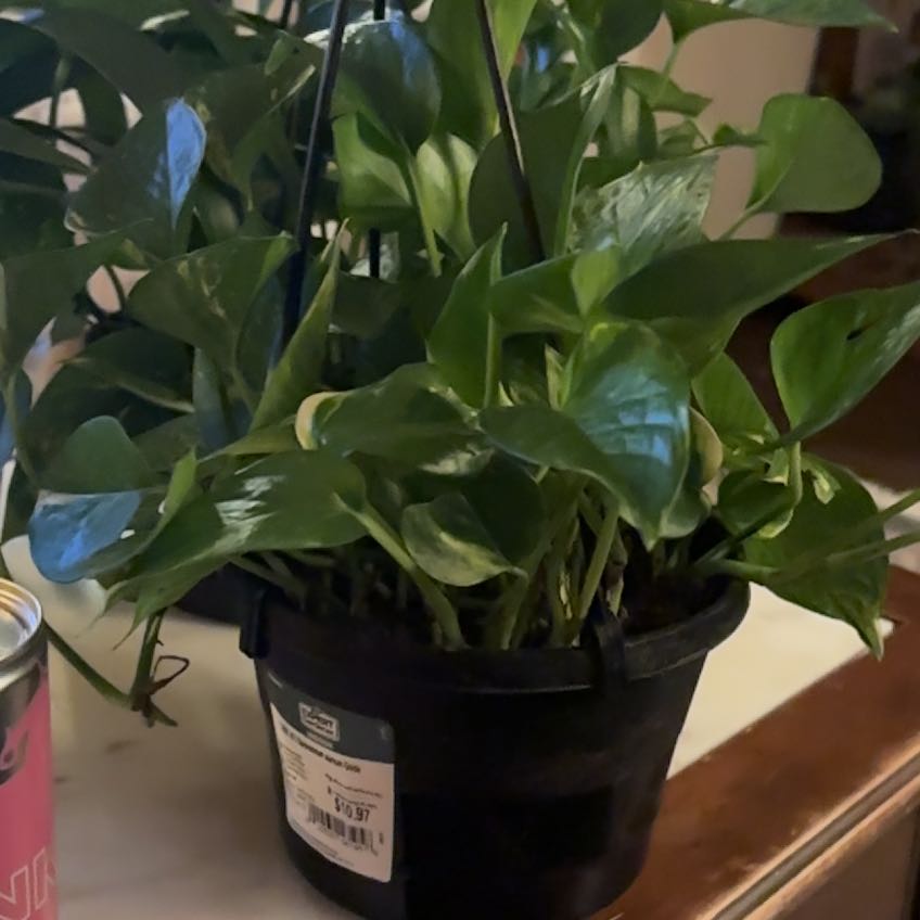 Photo of the plant species Epriprenum Aureum by @SightlyBaytree named McKinley on Greg, the plant care app