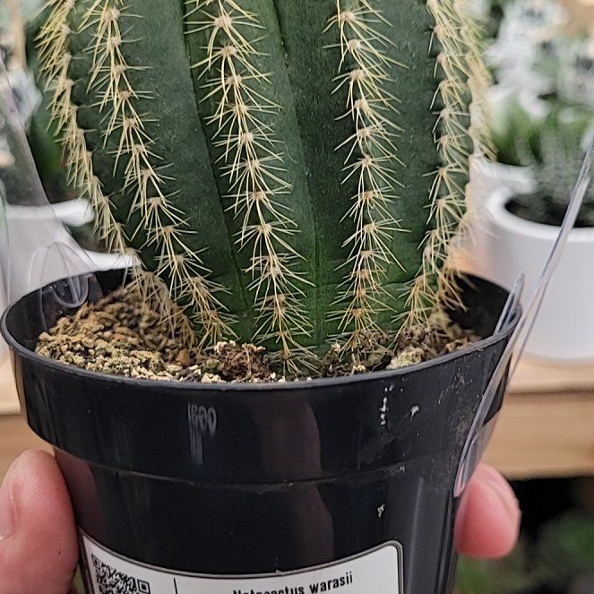 Photo of the plant species Notocactus warasii by @WinCowvine17 named Carl on Greg, the plant care app