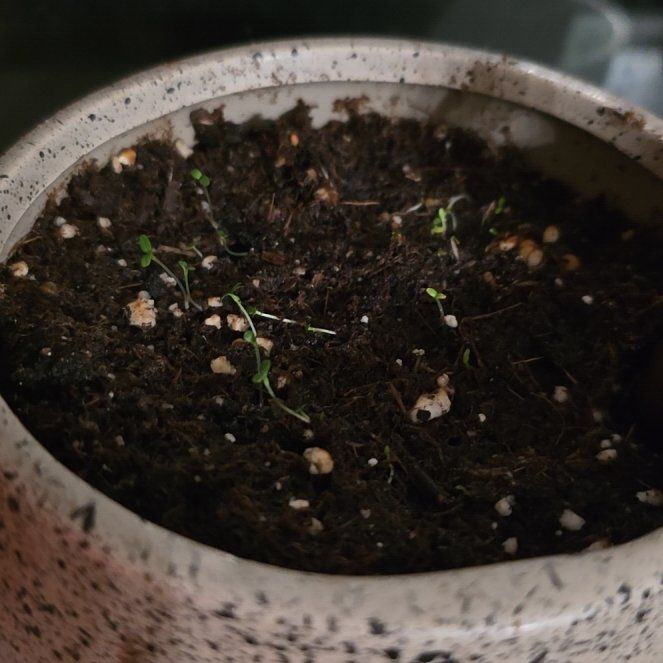 Photo of the plant species Glandular Cape Marigold by @UberMahoe38 named Nemo on Greg, the plant care app