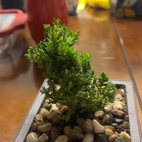 Photo of the plant species Japanese Juniper Bonsai by @ManyChickpea75 named Syrup on Greg, the plant care app