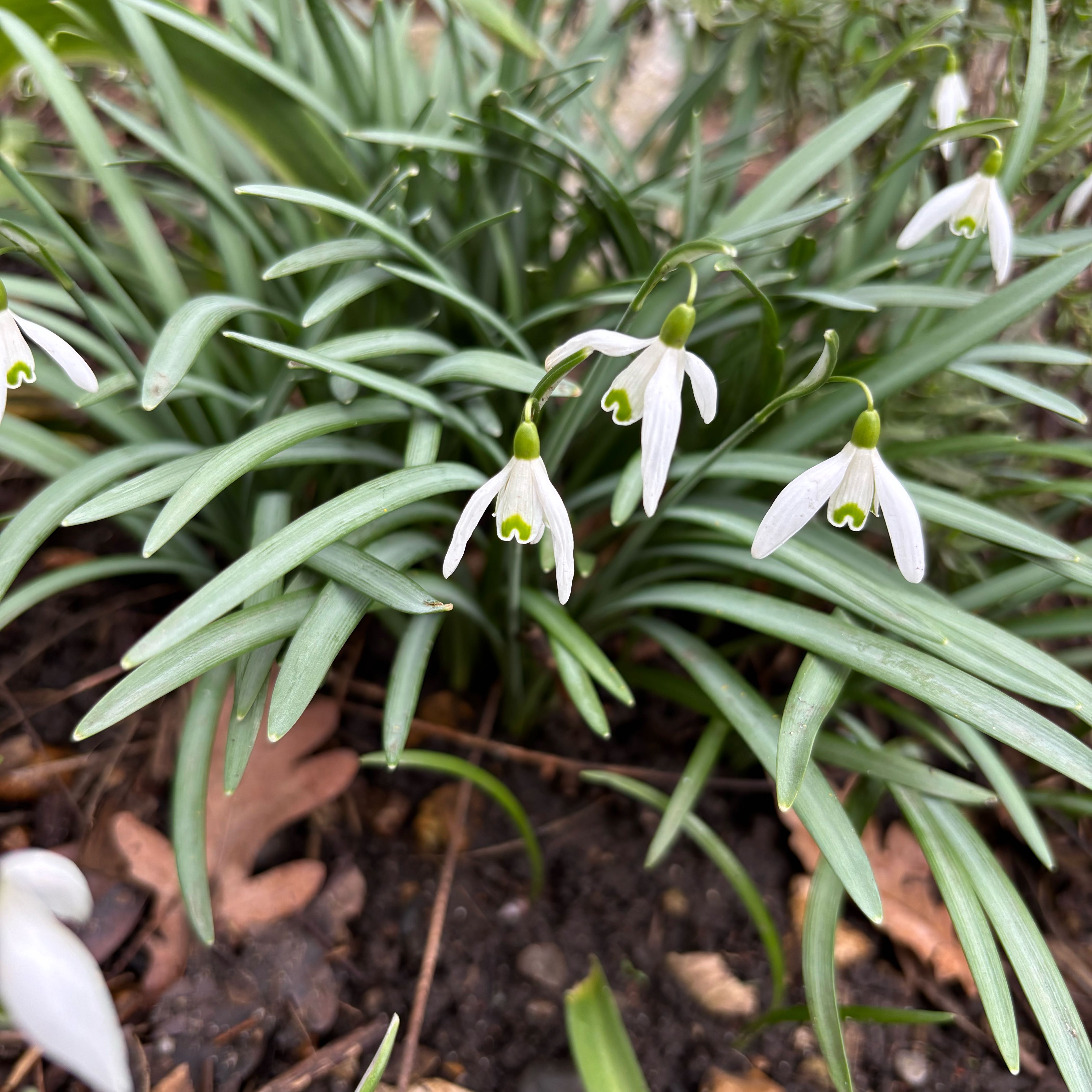 Photo of the plant species Snowdrop by @ZappySeaoats45 named Achilles on Greg, the plant care app