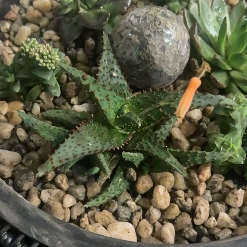 Photo of the plant species Aloe castilloniae 'Blue’ by @HunnyBunny916 named Duke on Greg, the plant care app