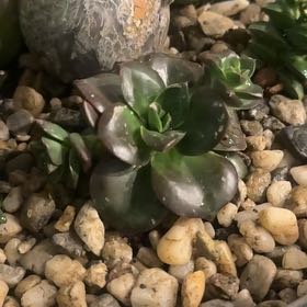 Photo of the plant species Echeveria hybrid sp. by @HunnyBunny916 named Denali on Greg, the plant care app
