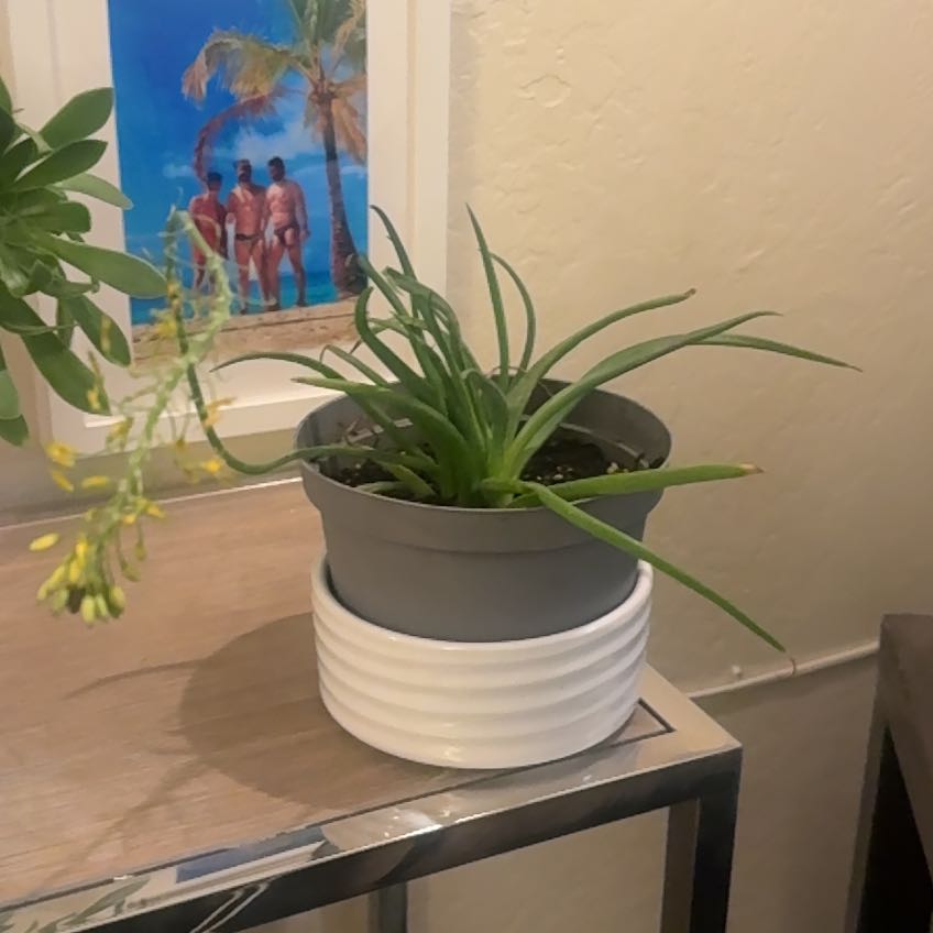 Photo of the plant species Orange Bulbine by @HunnyBunny916 named Coco on Greg, the plant care app