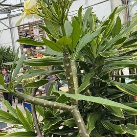Photo of the plant species Singapore Graveyard Flower by @ZingCactus1 named Drake on Greg, the plant care app
