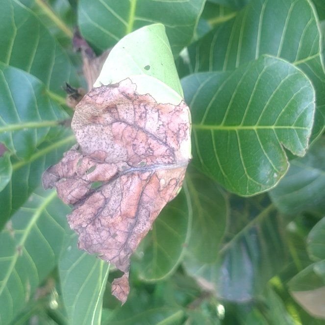 Photo of the plant species Petiolate Fig by @BreezyMakura46 named Beckham on Greg, the plant care app
