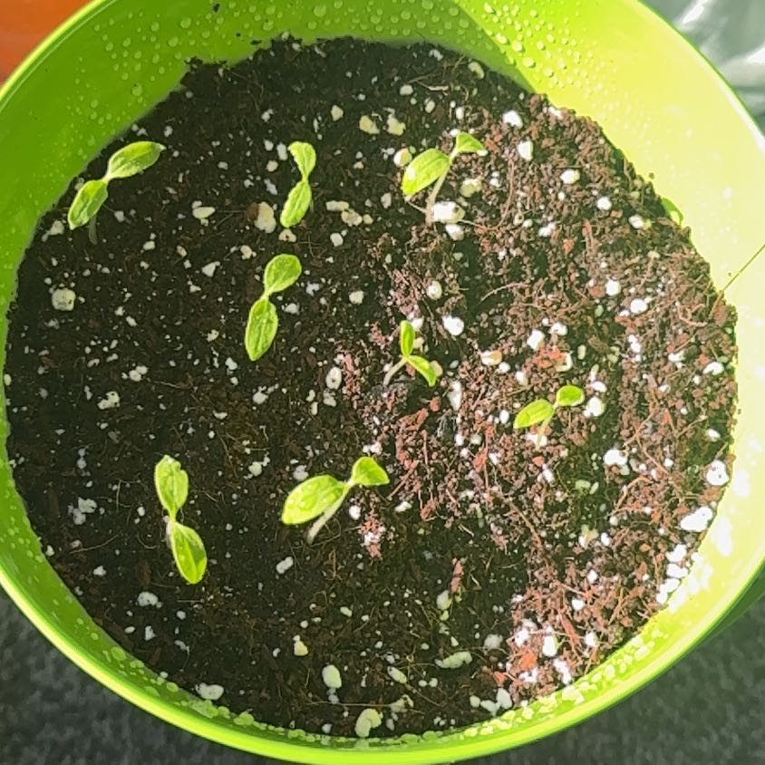 Photo of the plant species Cherry Falls Tomato by @WarmKoa88 named Cherry on Greg, the plant care app