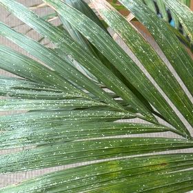 Photo of the plant species Nikau Palm by @KeenTejocote11 named Maya on Greg, the plant care app