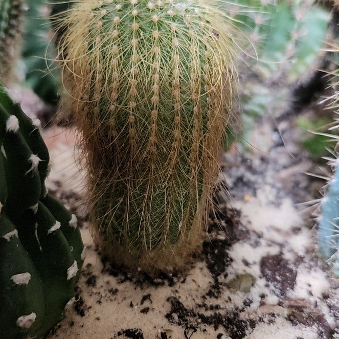 Photo of the plant species Arborescent Prickly Pear by @AllisonRuss70 named Gregarious on Greg, the plant care app