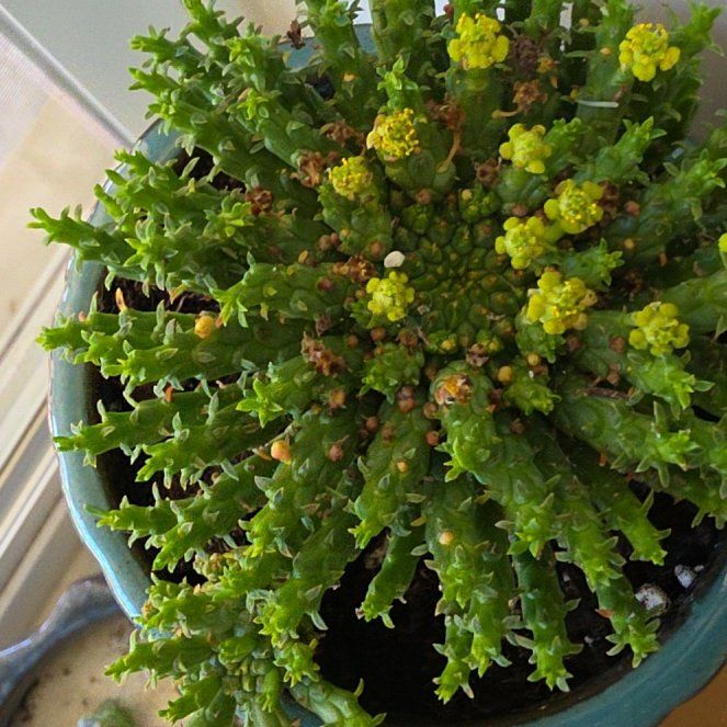 Photo of the plant species Medusa's Head Cactus by @AllisonRuss70 named ChloroPhil on Greg, the plant care app
