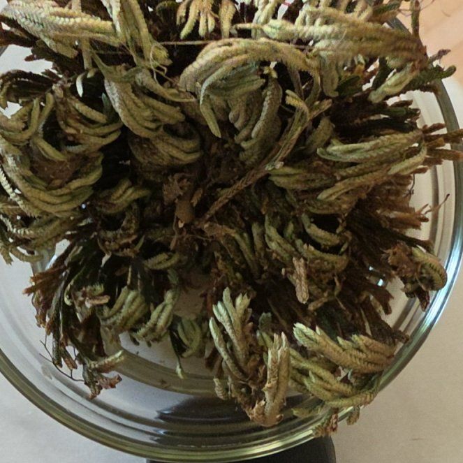 Photo of the plant species Rose of Jericho by @AllisonRuss70 named Forrest on Greg, the plant care app